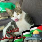 Image de Profil de Mimi Volovi