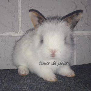 Annonce lapin nain angora