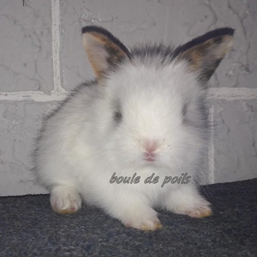 Annonce: lapin nain angora