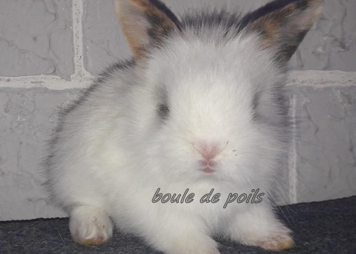 Image annonce: Lapin nain angora