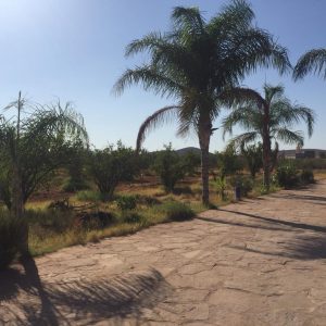 Annonce Ferme à vendre route de Fes