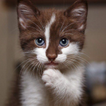 Photo de profil de: Narjisse LAYACHI