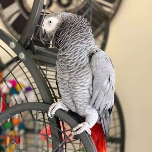 Annonce Perroquet gris Gabon