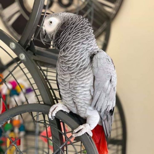 Annonce: Perroquet gris Gabon