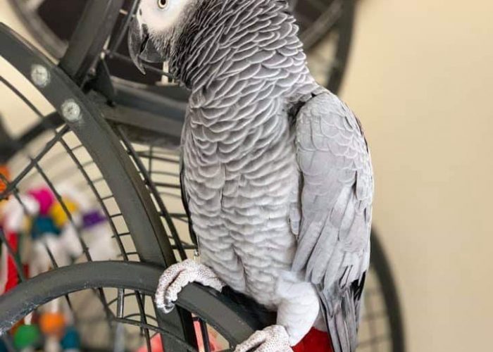 Image annonce: Perroquet gris Gabon