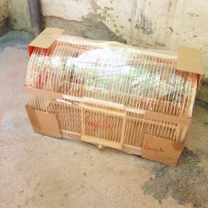 Annonce cage