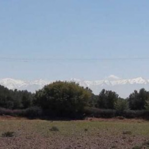 Annonce à vendre terrain de 1 hectare titré route amezmiz tamesloht a 20 minutes de marrakech