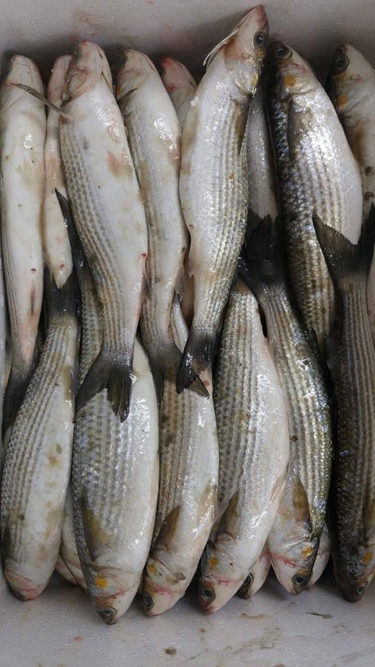 Livraison de poisson à domicile - خدمة لتوصيل السمك للبيت ...