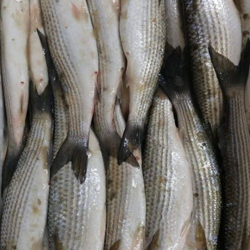 Annonce: Livraison de poisson à domicile - خدمة لتوصيل السمك للبيت