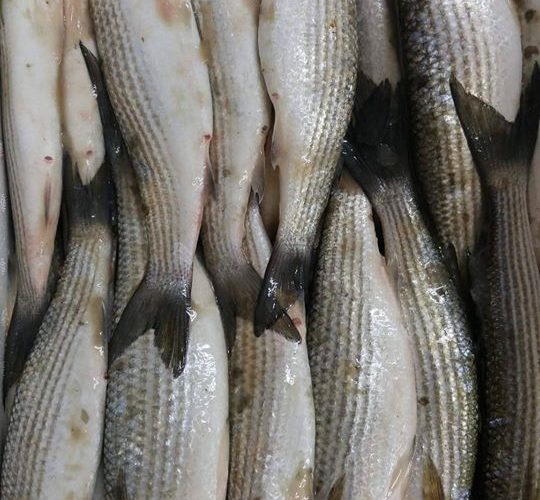 Image annonce: Livraison de poisson à domicile – خدمة لتوصيل السمك للبيت