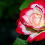 Image de Profil de ورود البستان