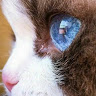 Image de Profil de Ghazo Radi