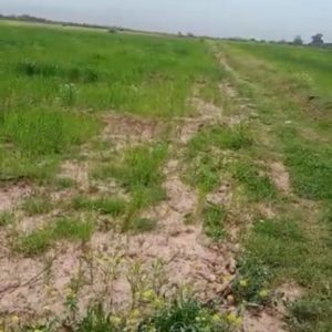 Annonce A vendre plus d’un hectare agricole