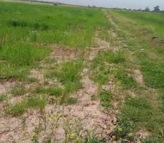 Image annonce: A vendre plus d’un hectare agricole