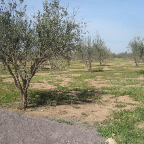 Annonce: Terrain à Vendre