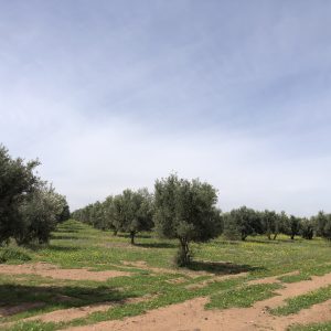 Annonce 6 ha Avendre Route tahnnoute Marrakech