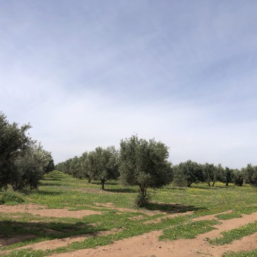 Annonce: 6 ha Avendre Route tahnnoute Marrakech