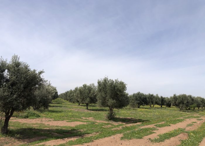 Image annonce: 6 ha Avendre Route tahnnoute Marrakech