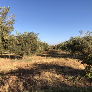 Annonce Terrain Avendre Route tahnnoute Marrakech