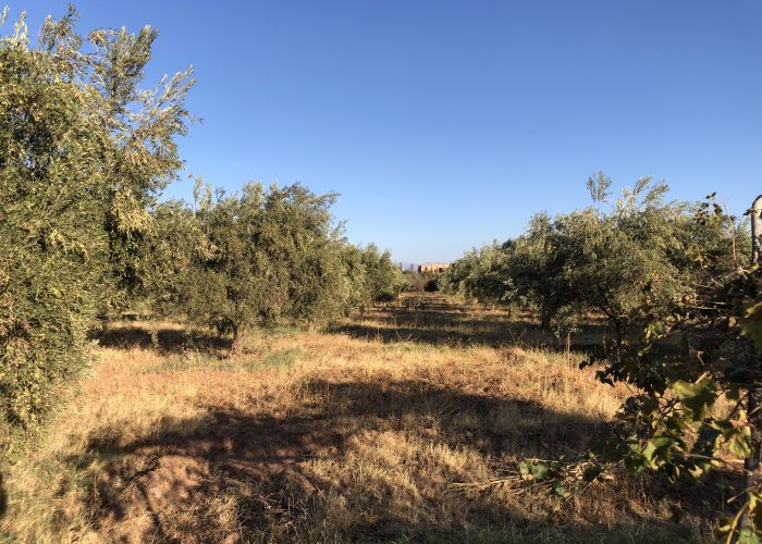 Image annonce: Terrain Avendre Route tahnnoute Marrakech