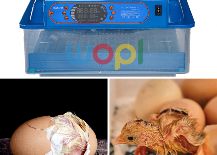Image annonce: Couveuse 48 oeuf automatique