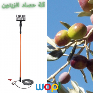 Annonce Les différentes méthodes de récolte des olives