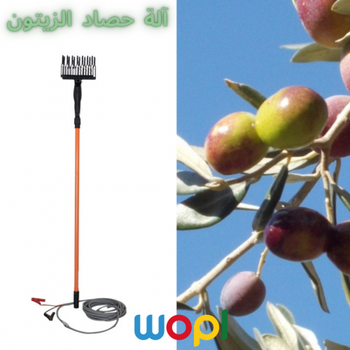 Annonce: Les différentes méthodes de récolte des olives