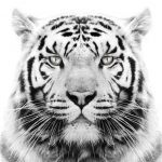 Image de Profil de CAFP.formation