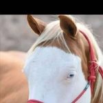 Image de Profil de Choukri Nawfel