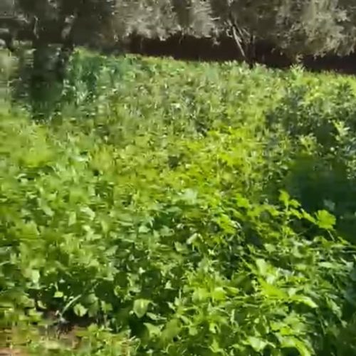 Annonce: Ferme à vendre,Route Ourika