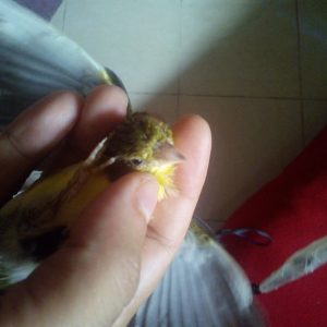 Annonce Oiseau canari chnaber