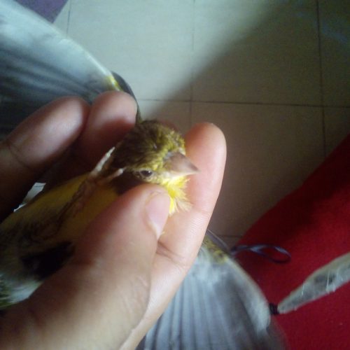 Annonce: Oiseau canari chnaber