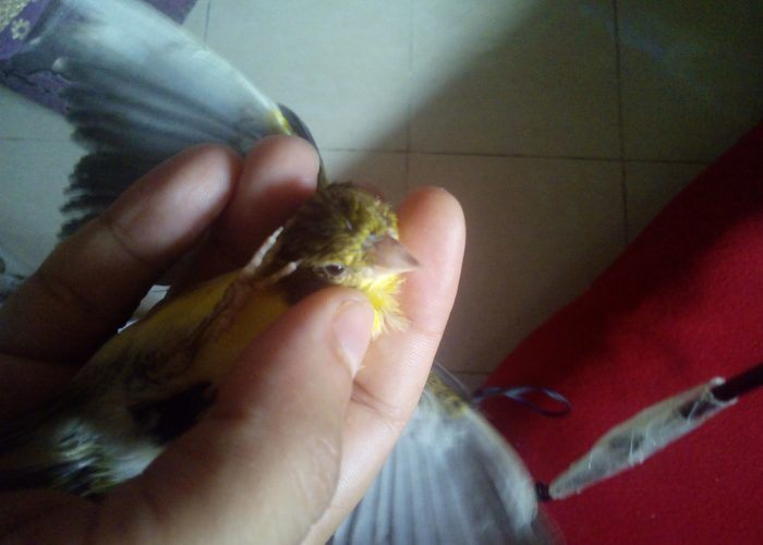 Image annonce: Oiseau canari chnaber