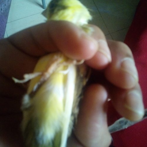 Annonce: Oiseau Canari  chnaber petit perruche chnaber