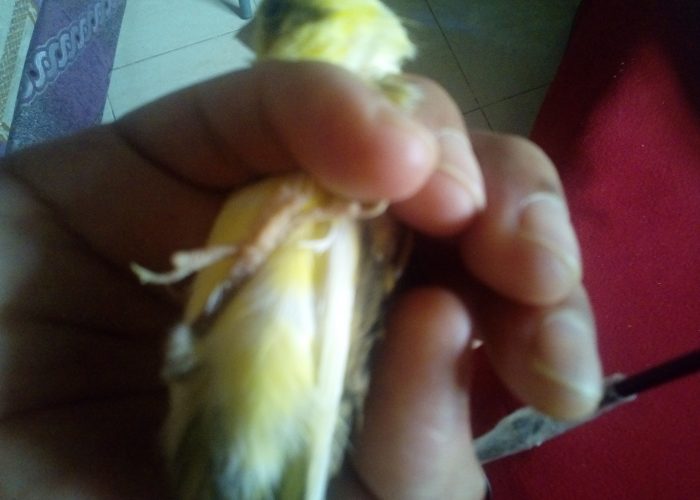 Image annonce: Oiseau Canari  chnaber petit perruche chnaber
