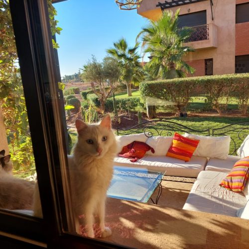 Annonce: APPARTEMENT A LOUER
