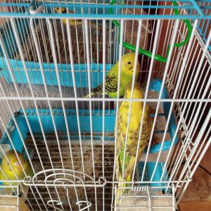 Annonce Oiseau perruche
