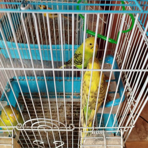 Annonce: Oiseau perruche