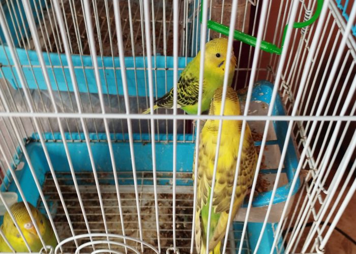 Image annonce: Oiseau perruche