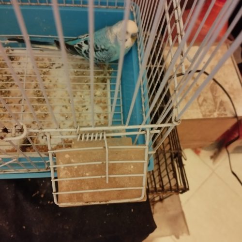 Annonce: Couple perruche avec son petit perruche