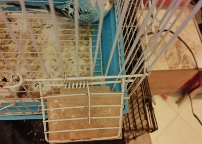 Image annonce: Couple perruche avec son petit perruche