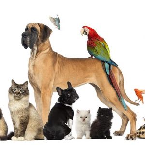 Annonce Formation Naturopathe animalier