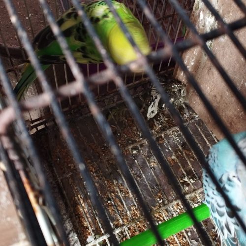 Annonce: Oiseau perruche couple perruche chnaber