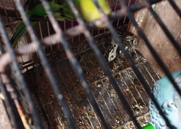Image annonce: Oiseau perruche couple perruche chnaber