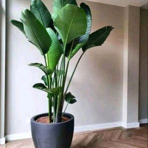 Annonce Gardien jardinier