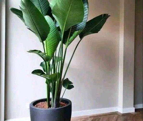 Image annonce: Gardien jardinier