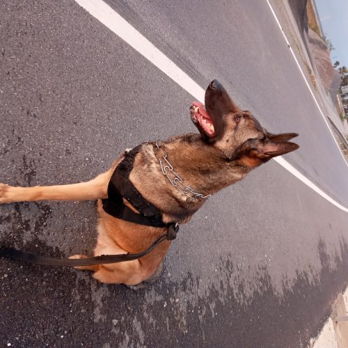 Annonce: Malinois
