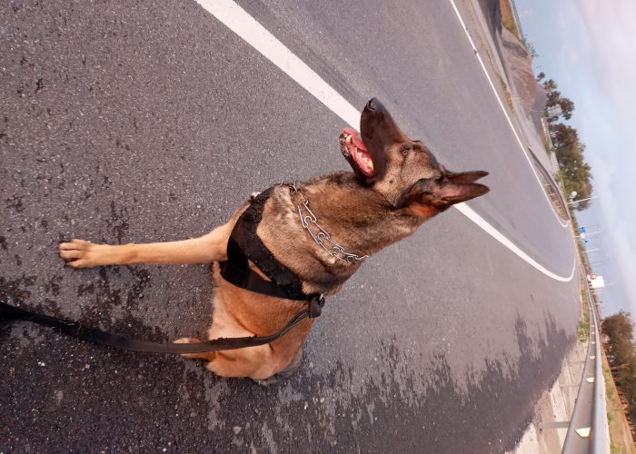 Image annonce: Malinois