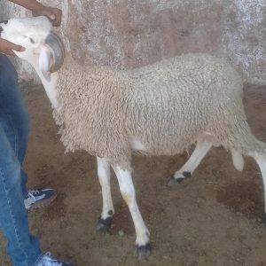 Annonce Mouton aid al adha 2023 خروف عيد الأضحى