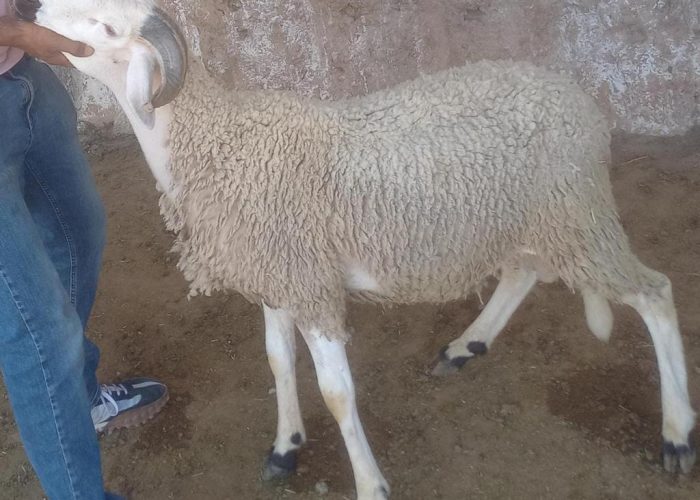 Image annonce: Mouton aid al adha 2023 خروف عيد الأضحى
